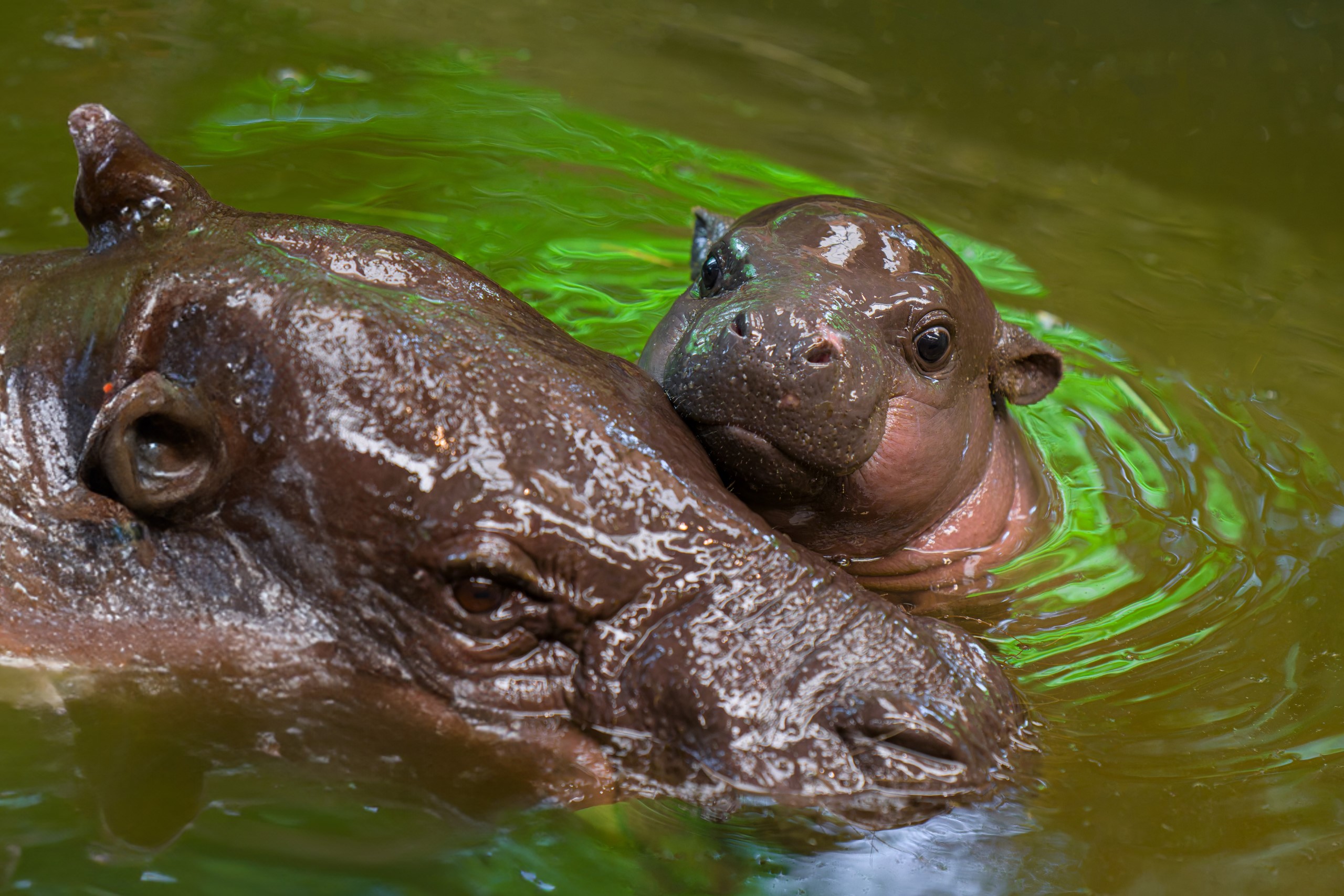 Foto: Zoo Duisburg/M. Appel